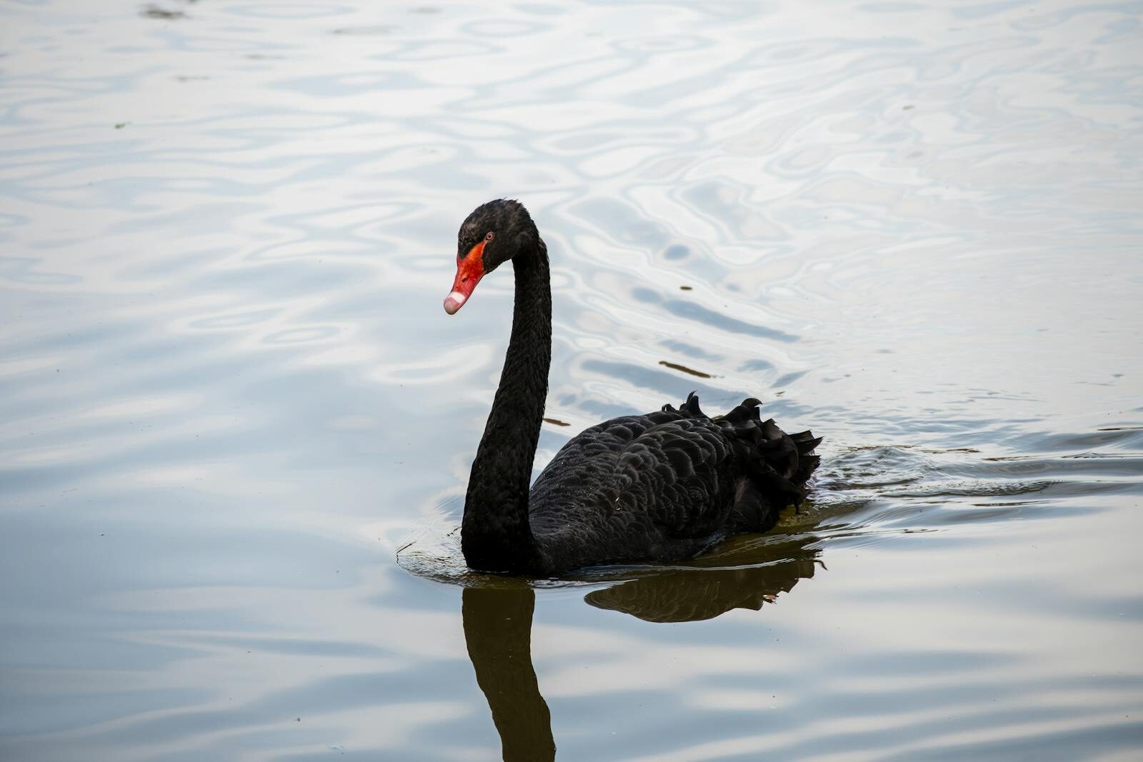 Customs duty refund procedures